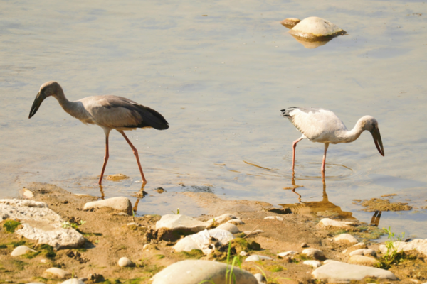 Cigüeñas asiáticas Openbill raras avistadas en Guizhou