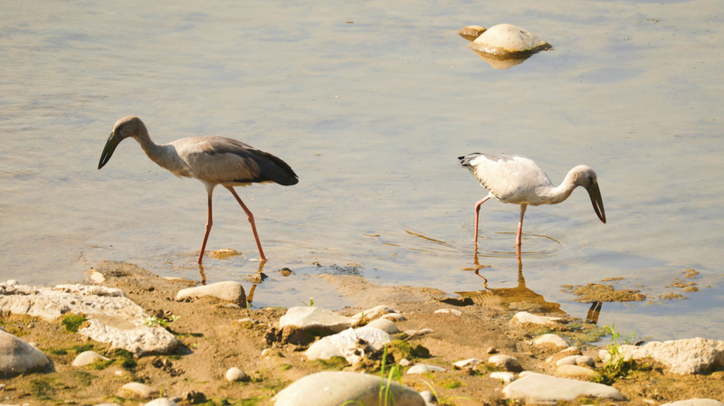 Cigüeñas asiáticas Openbill raras avistadas en Guizhou