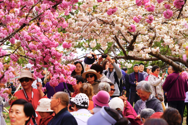 El Parque Yuyuantan florece: Las tardías flores de cerezo deslumbran en Beijing El Parque Yuyuantan florece: Las tardías flores de cerezo deslumbran en Beijing