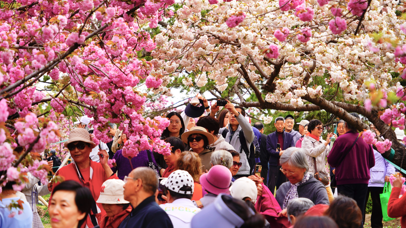 El Parque Yuyuantan florece: Las tardías flores de cerezo deslumbran en Beijing