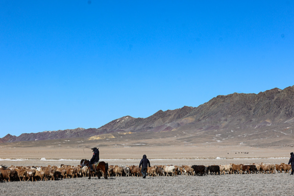 Ovejas en Autobuses Especiales: Magia de la Migración Primaveral en Xinjiang Ovejas en Autobuses Especiales: Magia de la Migración Primaveral en Xinjiang video poster