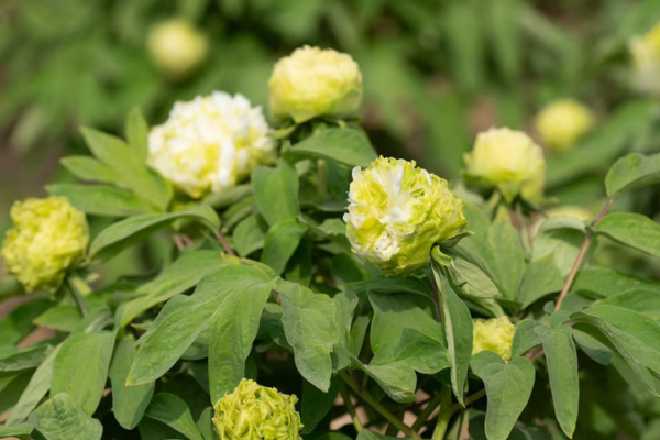 El Poder de las Peonías: Las Flores de Heze Cautivan Corazones Globales El Poder de las Peonías: Las Flores de Heze Cautivan Corazones Globales