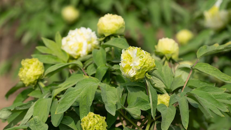 El Poder de las Peonías: Las Flores de Heze Cautivan Corazones Globales