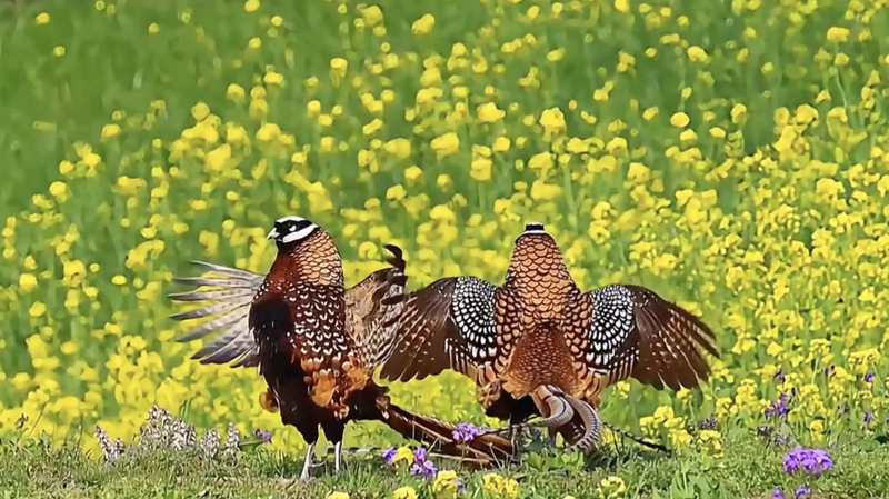 Los adultos mayores adoptan la observación de aves en el territorio continental de China video poster