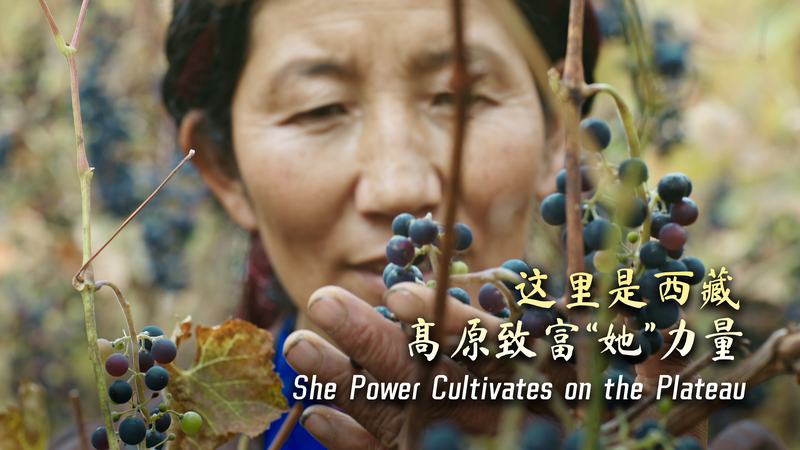 Empoderando a las mujeres: cultivan viñedo en la meseta de Xizang Empoderando a las mujeres: cultivan viñedo en la meseta de Xizang video poster