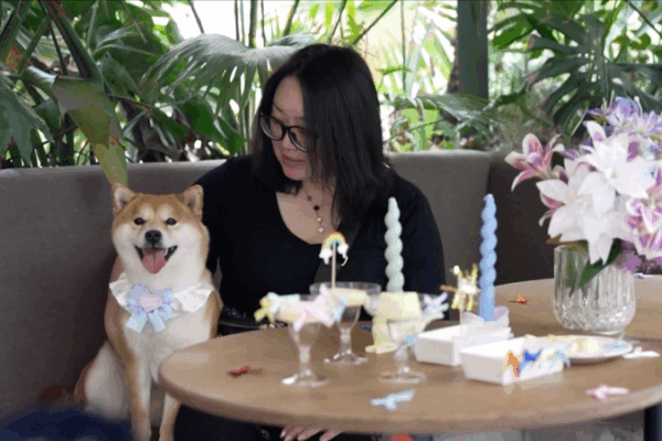 Revolución de mascotas en China: Restaurantes solo para perros y guarderías para mascotas Revolución de mascotas en China: Restaurantes solo para perros y guarderías para mascotas video poster