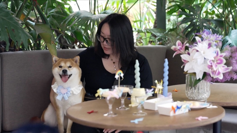 Revolución de mascotas en China: Restaurantes solo para perros y guarderías para mascotas video poster