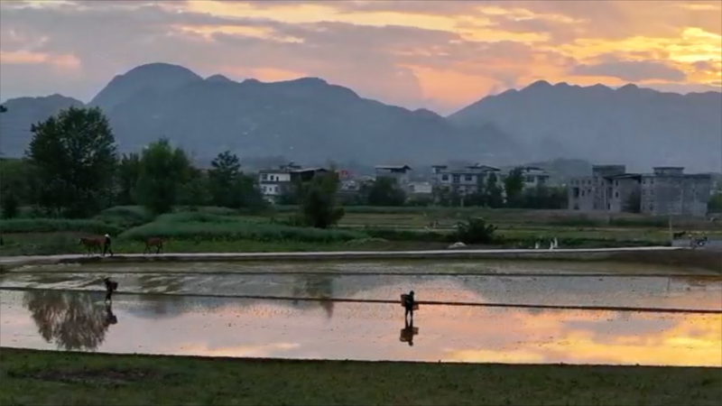 Los agricultores de Chongqing trasplantan arroz al anochecer: una tradición pacífica video poster