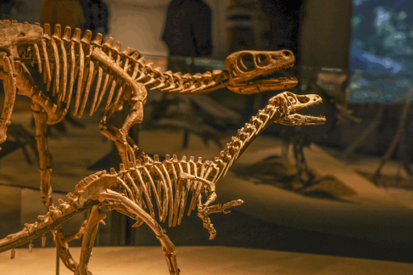 ¡Explora "El Mundo de los Dinosaurios de China" en Shanghái: 118 fósiles revelados!