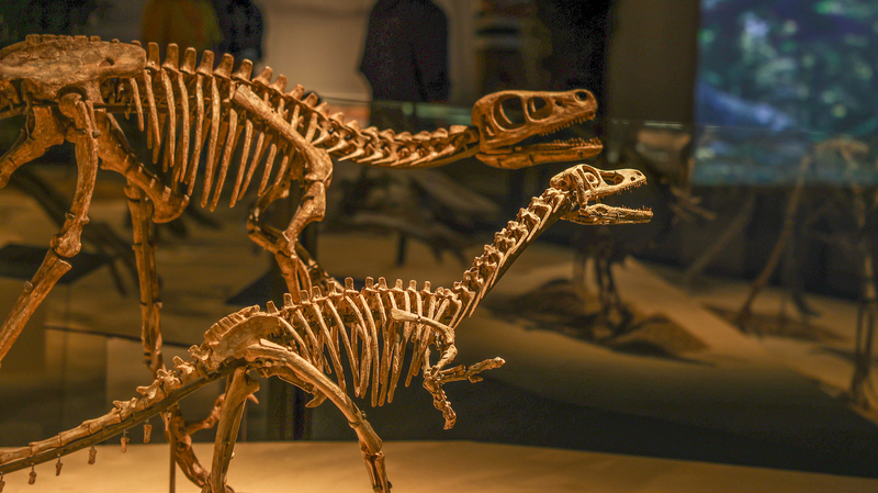 ¡Explora "El Mundo de los Dinosaurios de China" en Shanghái: 118 fósiles revelados!