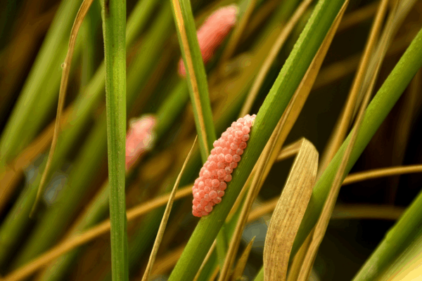 El biocontrol podría fortalecer el trabajo en equipo de las malezas invasoras, advierte estudio El biocontrol podría fortalecer el trabajo en equipo de las malezas invasoras, advierte estudio