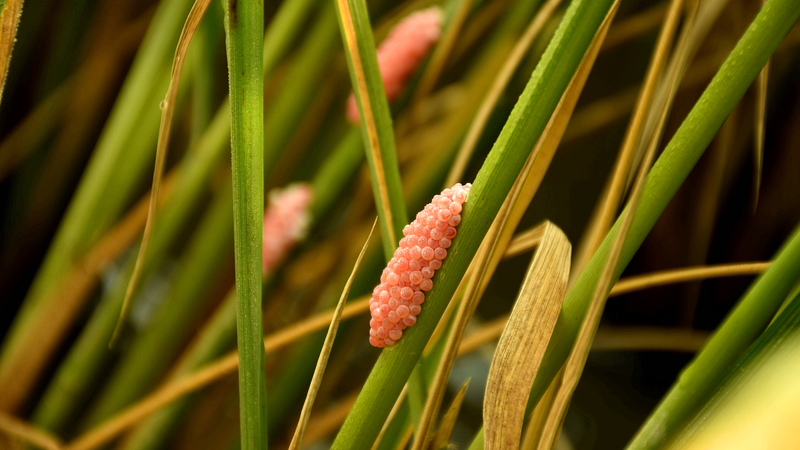 El biocontrol podría fortalecer el trabajo en equipo de las malezas invasoras, advierte estudio