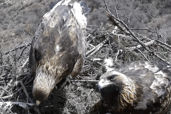 Captura Infrarroja: Águilas Doradas Construyen un Nido de Amor en Gansu video poster