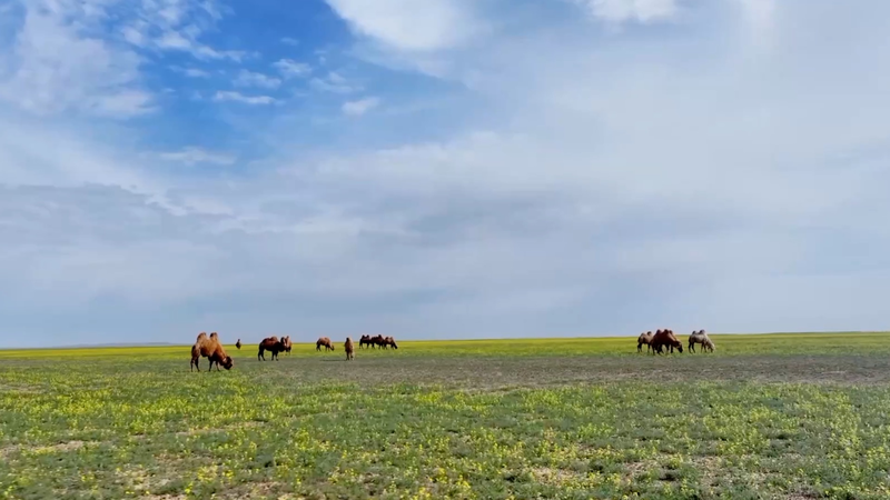 La migración de camellos marca el inicio del verano en el condado de Fuhai, Xinjiang video poster
