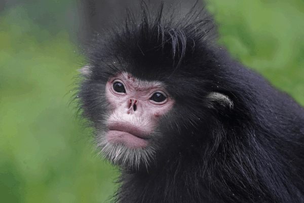 Cámaras infrarrojas revelan 71 especies salvajes en reserva de Yunnan video poster