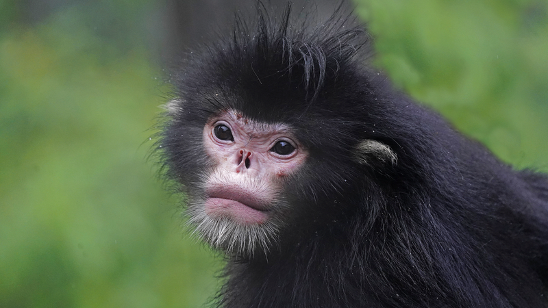 Cámaras infrarrojas revelan 71 especies salvajes en reserva de Yunnan video poster