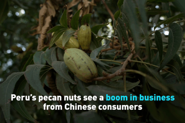 El auge del pecán peruano despierta demanda china El auge del pecán peruano despierta demanda china video poster