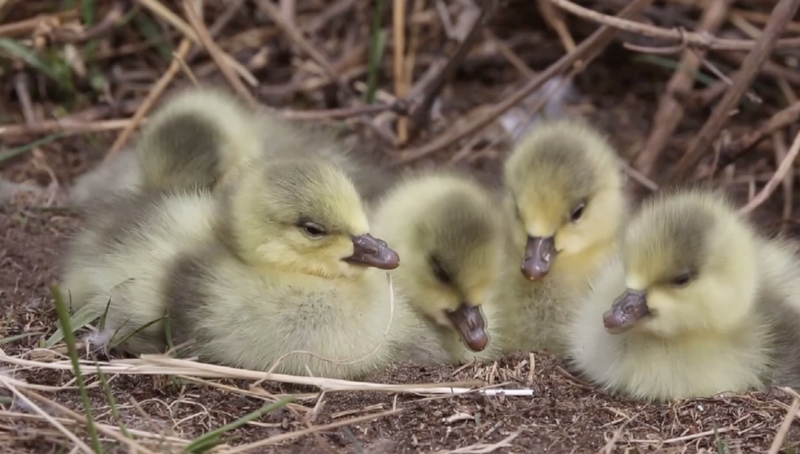 La Isla del Huevo de Pato del Río Amarillo se Convierte en una Animada Guardería de Aves video poster