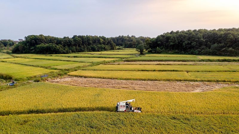 Avance Genético del Arroz Mejora Resiliencia al Calor