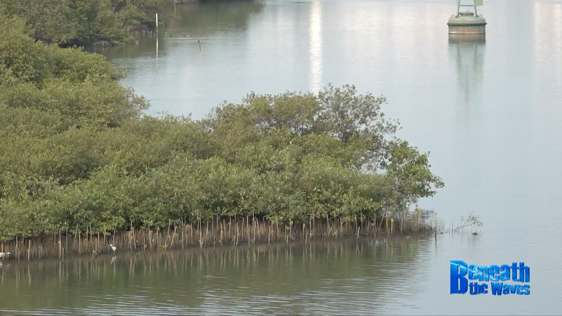 El_continente_chino_e_Indonesia_se_unen_para_proteger_los_manglares_de_Java video poster