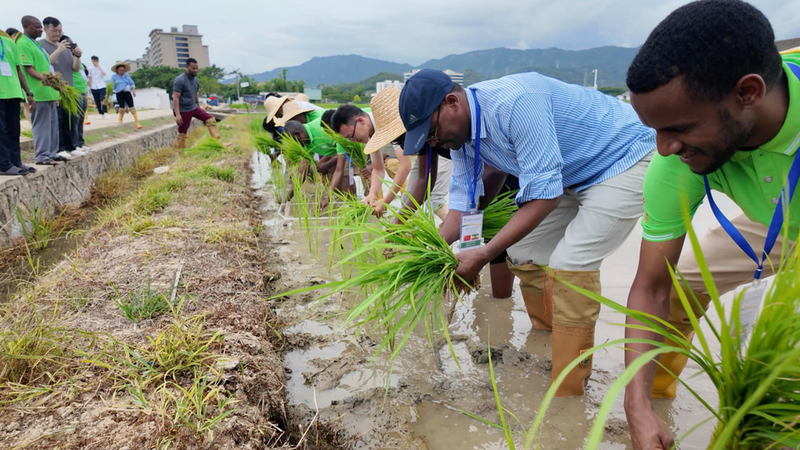 Expertos_africanos_aprovechan_conocimientos_sobre_arroz_perenne_en_China