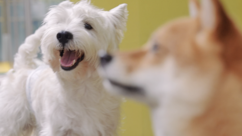 Futuro_Peludo__Innovadores_Transforman_el_Cuidado_de_Mascotas_en_el_continente_chino video poster