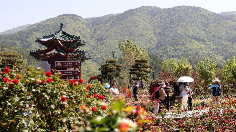 La IA y las rosas impulsan el turismo local en Pekín