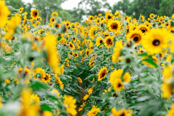 Espectáculo de Girasoles en Shenzhen: ¡Un Oasis Dorado te Espera!