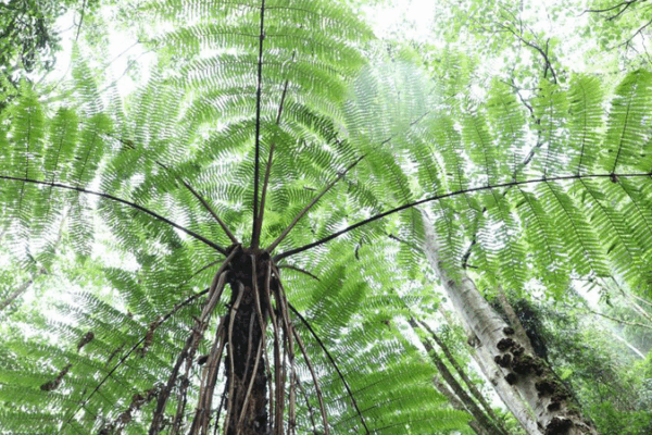 Helechos arborescentes antiguos prosperan en un bosque oculto de Yunnan Helechos_arborescentes_antiguos_prosperan_en_un_bosque_oculto_de_Yunnan