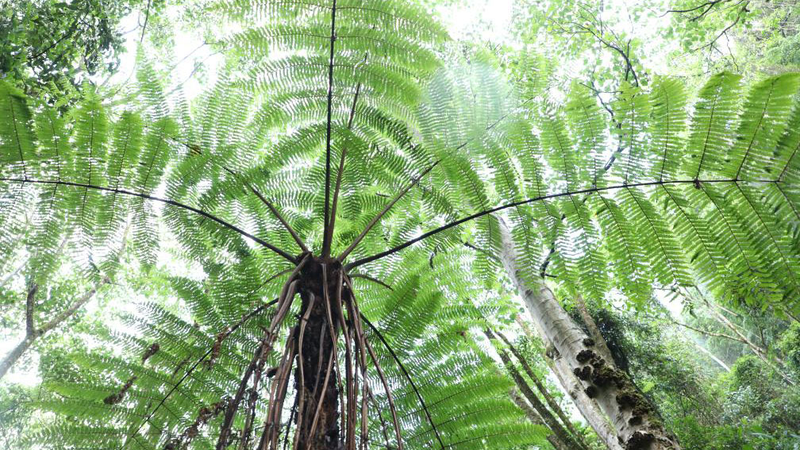 Helechos_arborescentes_antiguos_prosperan_en_un_bosque_oculto_de_Yunnan