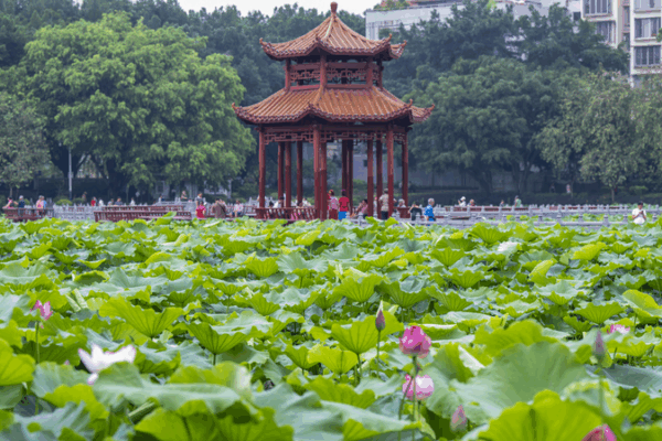 Las_flores_de_loto_transforman_el_Parque_Pantang_de_Wuzhou_en_un_oasis_de_verano