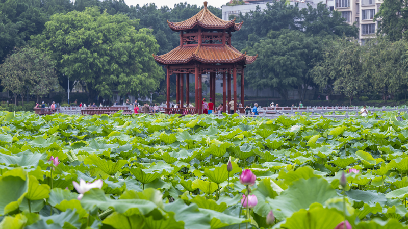Las_flores_de_loto_transforman_el_Parque_Pantang_de_Wuzhou_en_un_oasis_de_verano