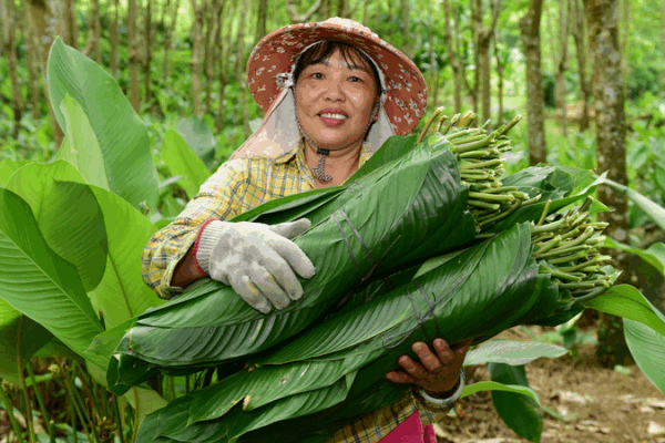 Las_hojas_de_zongzi_traen_prosperidad_a_la_aldea_de_Yashipu