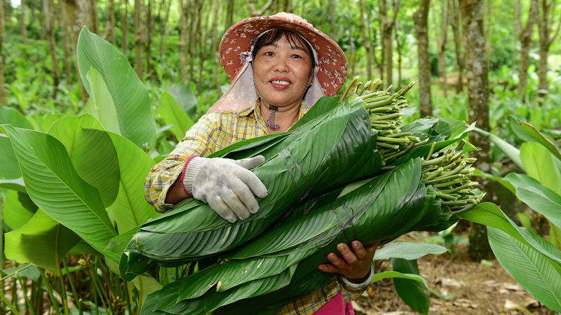 Las_hojas_de_zongzi_traen_prosperidad_a_la_aldea_de_Yashipu