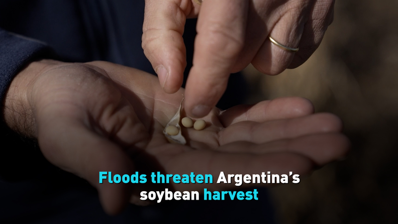 Las_inundaciones_amenazan_la_cosecha_de_soja_en_Argentina video poster