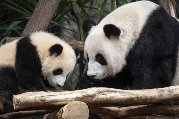 Los_Adorables_Gemelos_Panda_de_Hong_Kong__Jia_Jia_y_De_De