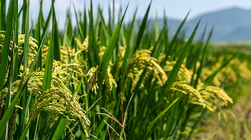 Los_microbios_incrementan_los_rendimientos_de_cultivos__Un_avance_sostenible_en_la_agricultura