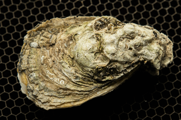 Fósiles de ostras descifran la historia del calentamiento global Fósiles de ostras descifran la historia del calentamiento global
