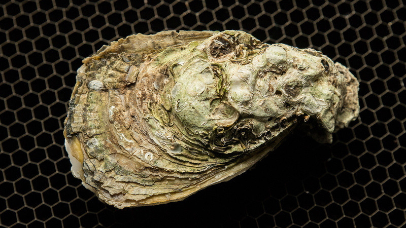 Fósiles de ostras descifran la historia del calentamiento global