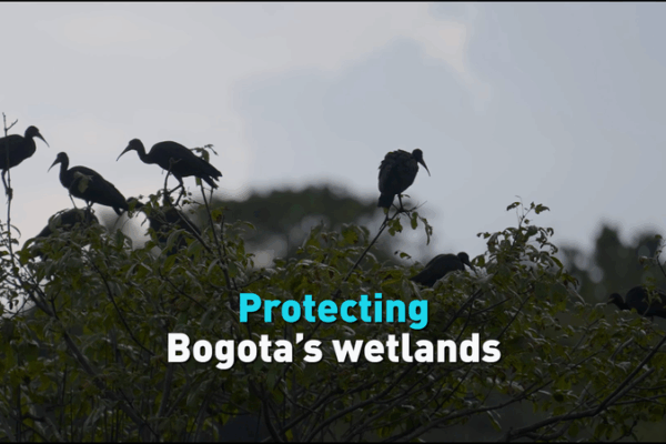 Protegiendo los humedales de Bogotá: Una batalla crucial Protegiendo los humedales de Bogotá: Una batalla crucial video poster