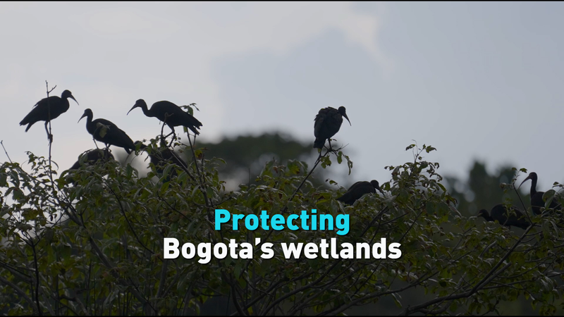 Protegiendo los humedales de Bogotá: Una batalla crucial video poster