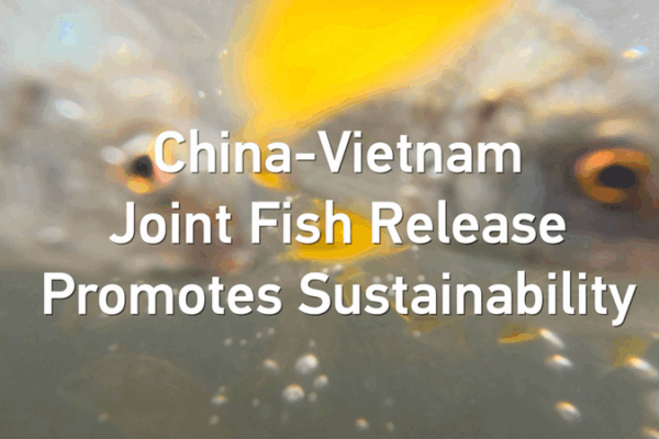 Mares Sostenibles: Lanzamiento de Peces y Camarones China-Vietnam Mares_Sostenibles__Lanzamiento_de_Peces_y_Camarones_China_Vietnam video poster