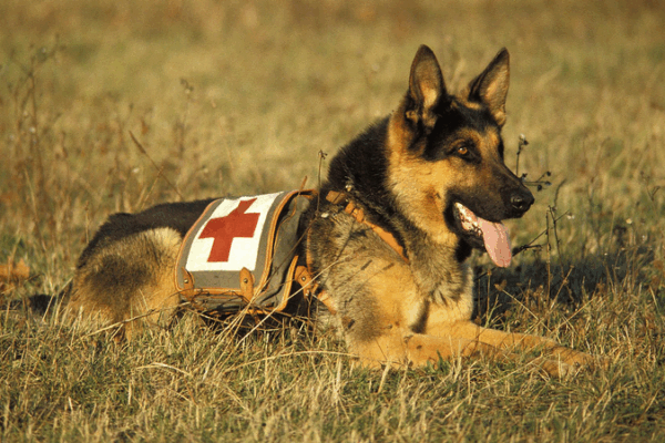 Héroes animales trabajadores: ¡Celebrando a los perros guía y más!