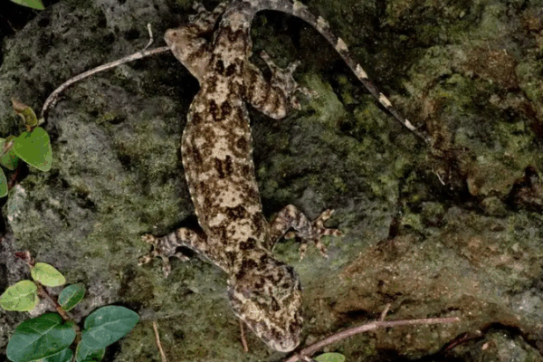 Nueva_especie_de_lagartija_verde_oscura_descubierta_en_la_selva_tropical_de_Hainan