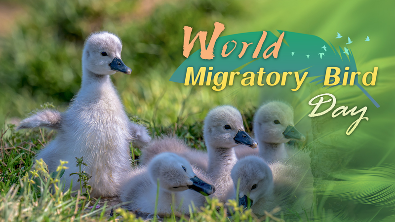 Viajeros emplumados: Celebra el Día Mundial de las Aves Migratorias