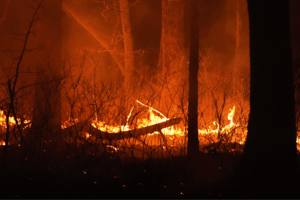Humo de incendios forestales y cambio climático: 15,000 vidas perdidas en EE.UU. Humo de incendios forestales y cambio climático: 15,000 vidas perdidas en EE.UU.