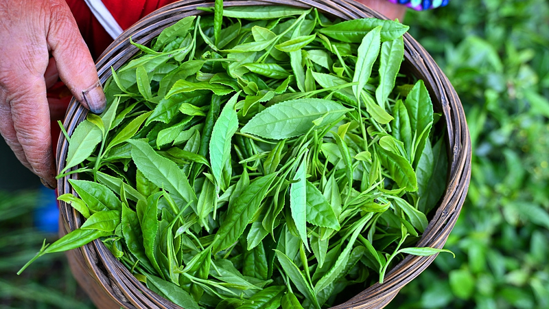 Descubriendo el secreto de la frescura del té de finales de primavera