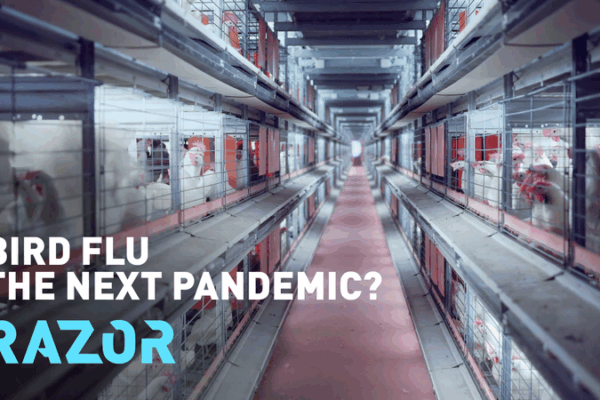 H5N1: ¿Podría la gripe aviar desencadenar una nueva pandemia? H5N1: ¿Podría la gripe aviar desencadenar una nueva pandemia? video poster