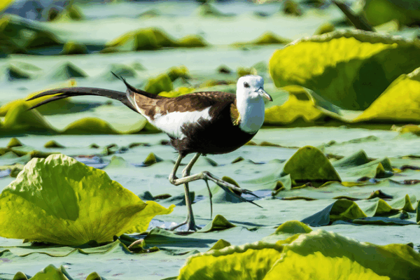 Fénix Acuåtico: Jacanas prosperan en el estanque de lotos de Xianghu Fénix Acuåtico: Jacanas prosperan en el estanque de lotos de Xianghu