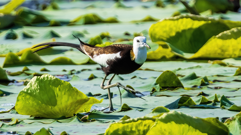 Fénix Acuático: Jacanas prosperan en el estanque de lotos de Xianghu